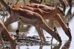 Zmęczone słońcem antylopy impala gaszą pragnienie przy wodopoju. Czy wykorzysta to jakiś drapieżnik? (fot. Jon Hrusa/PAP/EPA)