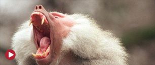 Pawian (fot. Ferdinand Ostrop  PAP/EPA) (c)