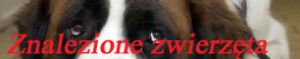 Znalezione zwierzęta