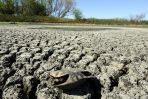 Wczoraj w środkowych i wschodnich częściach kraju temperatura osiągnęła aż 43 stopnie Celsjusza (fot. PAP/EPA)