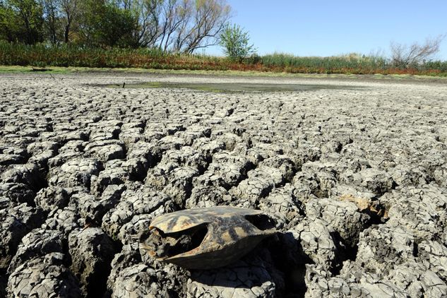 Wczoraj w środkowych i wschodnich częściach kraju temperatura osiągnęła aż 43 stopnie Celsjusza (fot. PAP/EPA)