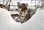 Jaguar nie ma może zbyt zadowolonej miny, ale przecież całkiem nieźle znosi śnieg i ostre mrozy (fot. Tomasz Gzell/PAP)