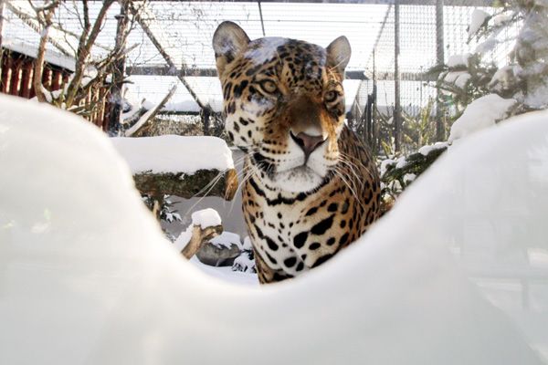 Jaguar nie ma może zbyt zadowolonej miny, ale przecież całkiem nieźle znosi śnieg i ostre mrozy (fot. Tomasz Gzell/PAP)