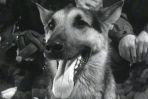 Szarik