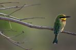 Żołna mała gustuje głównie w osach i pszczołach, stąd jej angielska nazwa Bee-eater, czyli pszczołojad (fot. Jon Hrusa/PAP/EPA)