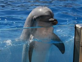 Delfin