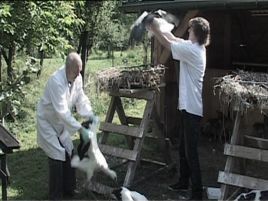 Boćki codziennie ćwiczą.