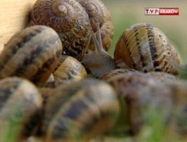 Włosi i Francuzi cenią ślimaki szare z polskich hodowli.