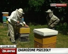 Pszczelarze skarżą się, że środki ochrony roślin zabijają ich pszczoły