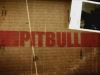 Pitbull, seriale (fot. TVP)