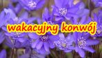 Wakacyjny konwój