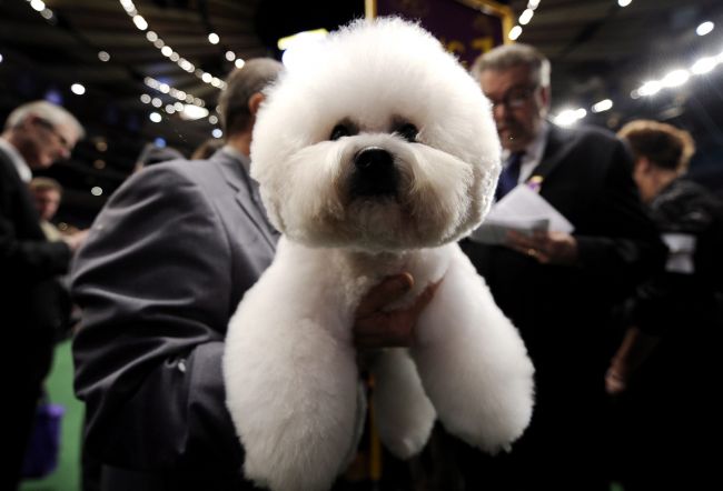 Bichon Frise Shadow (fot. EPA/JUSTIN LANE)