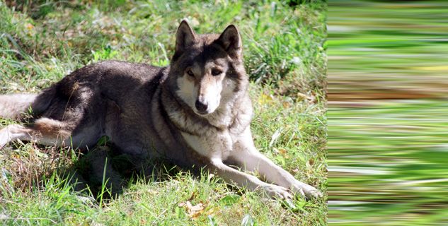 Wilk szary (fot. Zdzisław Lenkiewicz/PAP)