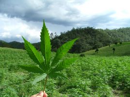 Marihuana