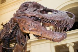 Nawet tak wielkie gady jak tyranozaury nie miały szans z siłą asteroidy (fot. Flickr/Sebastian Bergmann)