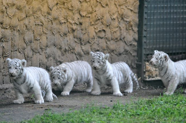 Oskar, Rene, Shiva i  Nili odkrywaja nieznany świat (fot. PAP/EPA/JOCHEN LUEBKE)
