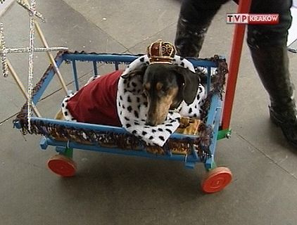 Jamniki maszerowały w Krakowie