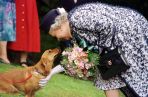 ...oraz psy rasy Pembroke Welsh Corgis (fot. PAP/EPA)