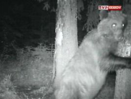 Fotopułapka to rodzaj monitoringu zwierząt.