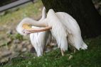 Pelikan postanowił zadbać o swoją higienę (fot. PAP/Jacek Turczyk)