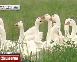 Gęsi kołudzkie