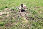 Kobry zamieszkują głównie obszar Azji Południowo–Wschodniej (fot. Harish Tyagi/EPA/PAP)