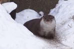 Wydra nie jest zbytnio zadowolona z temperatury. Zdecydowanie wolałaby móc ponurkować w cieplejszej wodzie (fot. Tomasz Gzell/PA