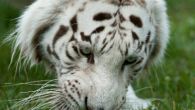 Tygrys Emo to jeden z mieszkańców Rodzinnego Zoo (fot. PAP)